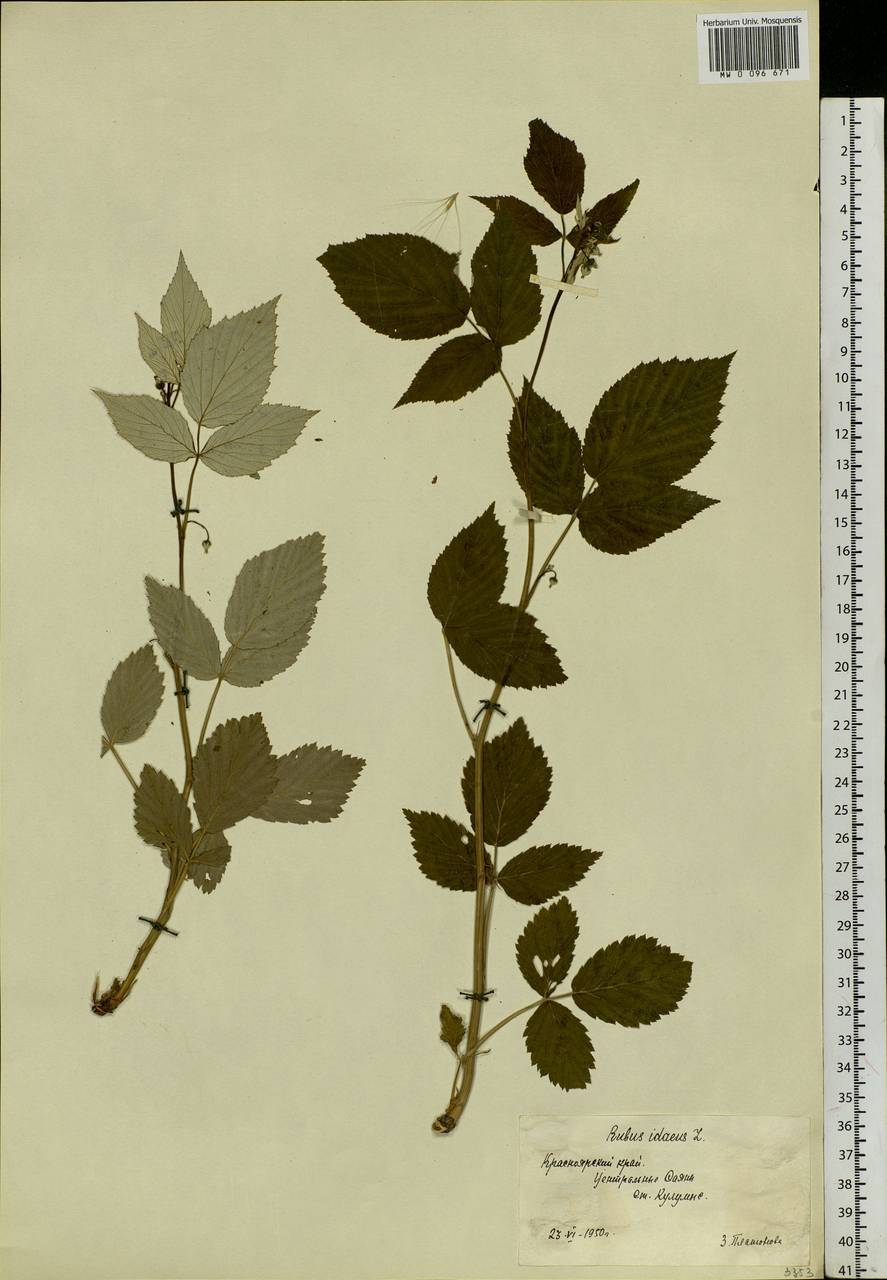 Rubus idaeus L., Siberia, Altai & Sayany Mountains (S2) (Russia)