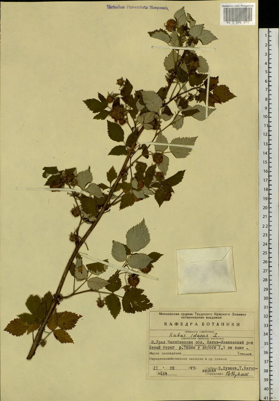 Rubus idaeus L., Eastern Europe, Eastern region (E10) (Russia)