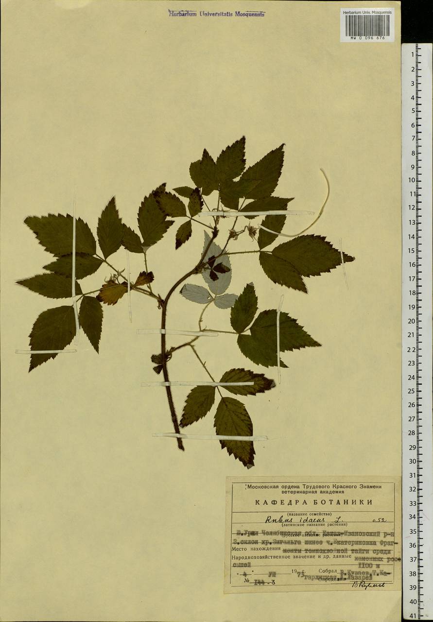 Rubus idaeus L., Eastern Europe, Eastern region (E10) (Russia)