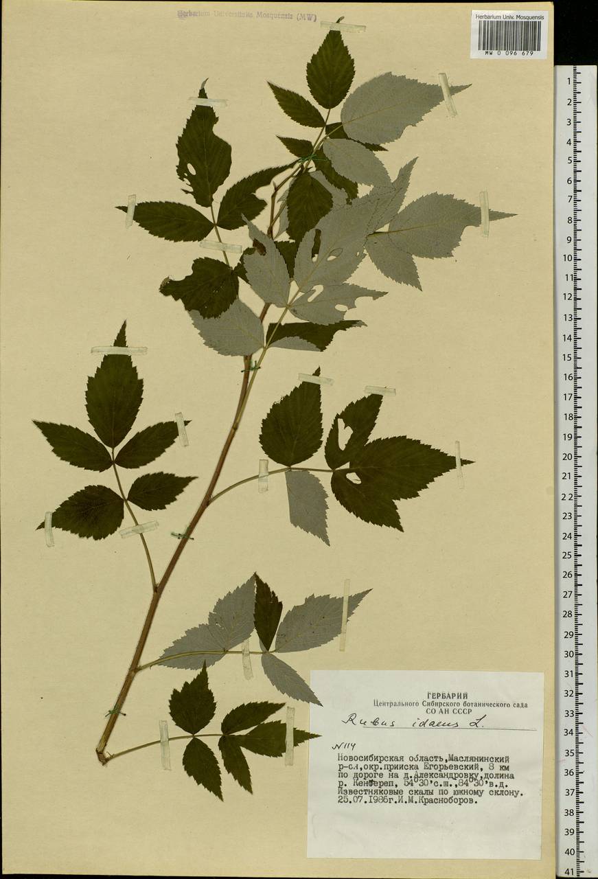 Rubus idaeus L., Siberia, Western Siberia (S1) (Russia)