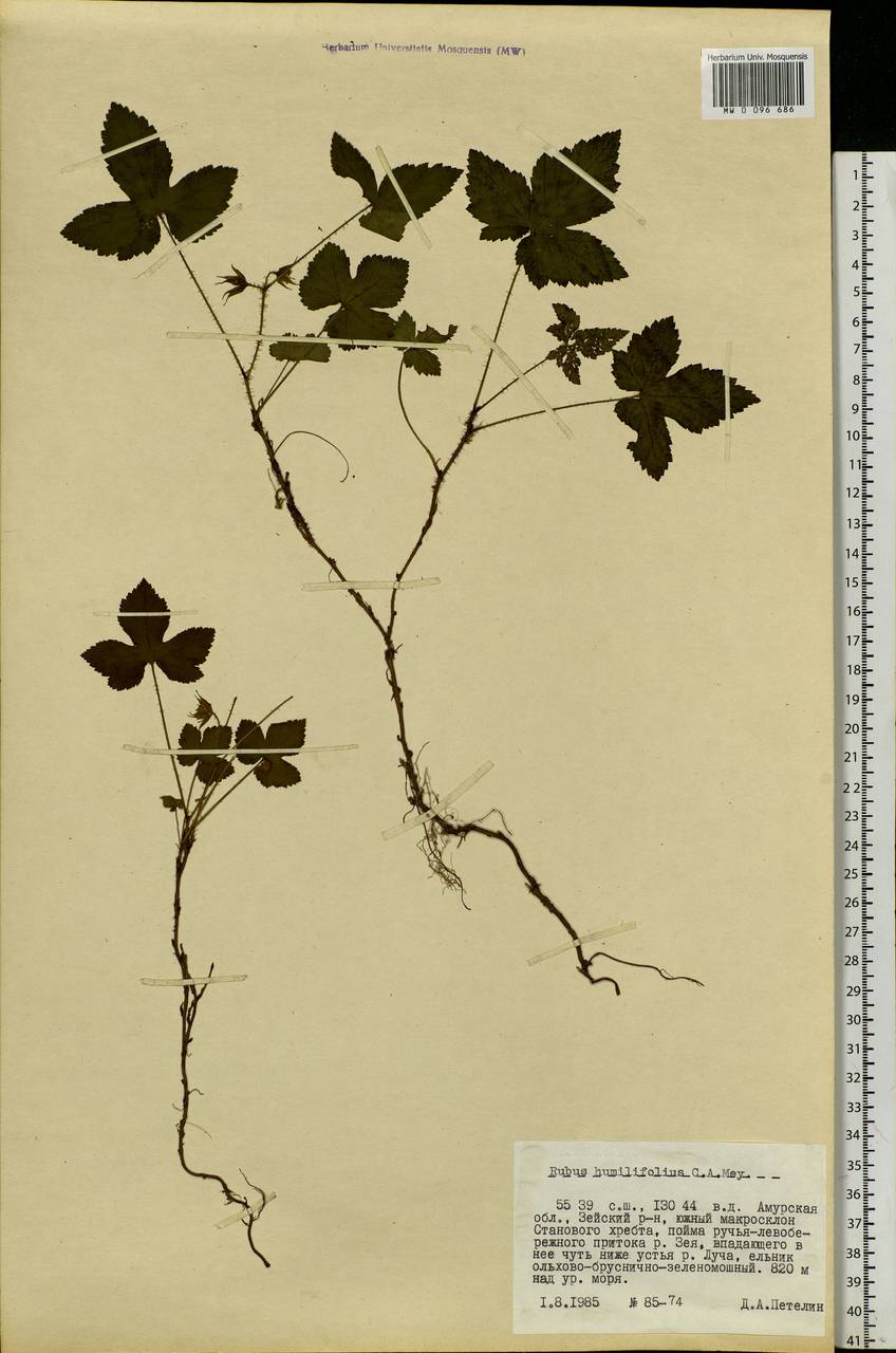 Rubus humulifolius C. A. Mey., Siberia, Russian Far East (S6) (Russia)