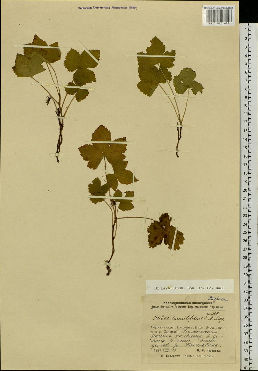 Rubus humulifolius C. A. Mey., Siberia, Russian Far East (S6) (Russia)
