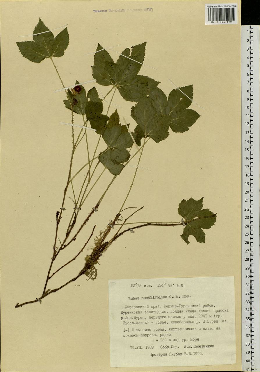 Rubus humulifolius C. A. Mey., Siberia, Russian Far East (S6) (Russia)