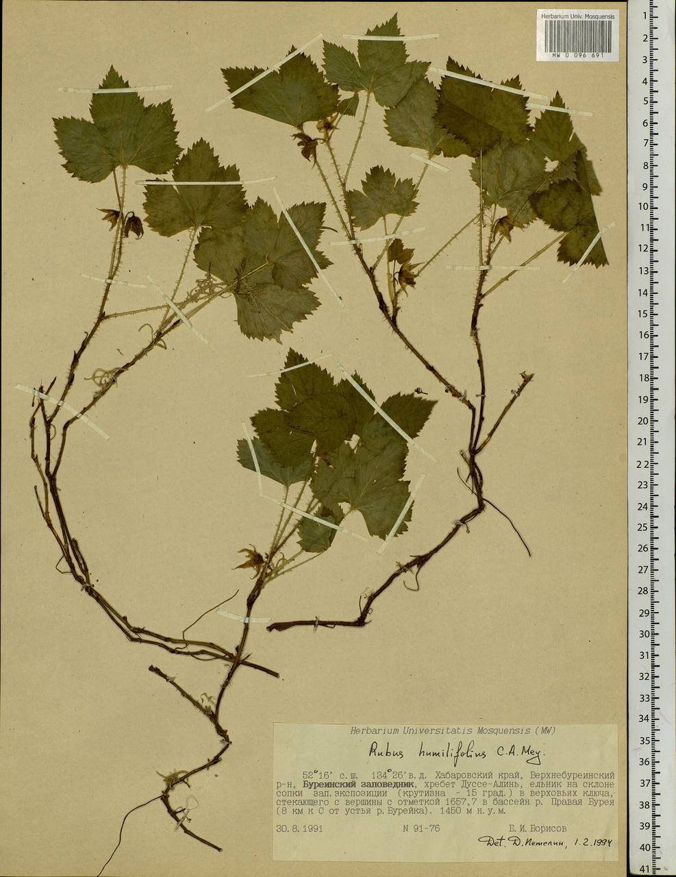 Rubus humulifolius C. A. Mey., Siberia, Russian Far East (S6) (Russia)