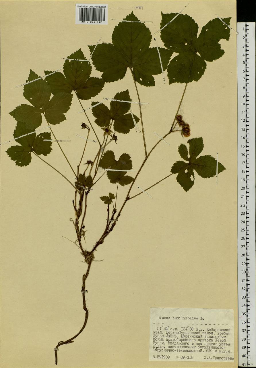 Rubus humulifolius C. A. Mey., Siberia, Russian Far East (S6) (Russia)