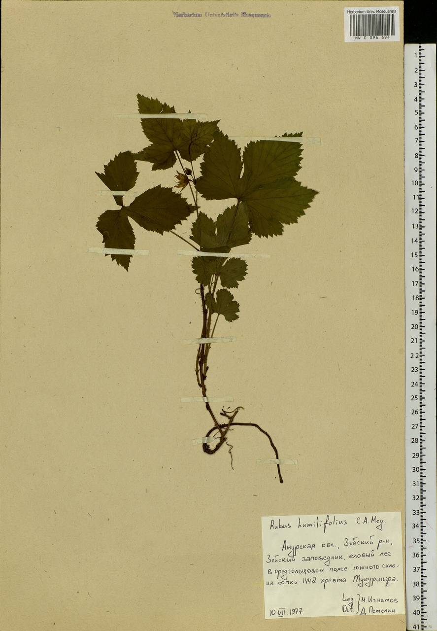 Rubus humulifolius C. A. Mey., Siberia, Russian Far East (S6) (Russia)