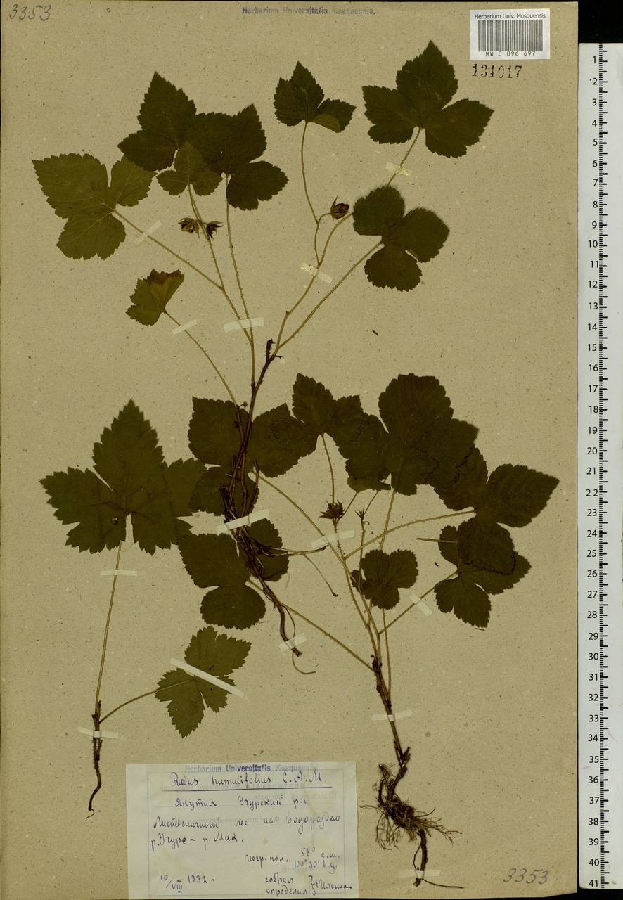 Rubus humulifolius C. A. Mey., Siberia, Yakutia (S5) (Russia)