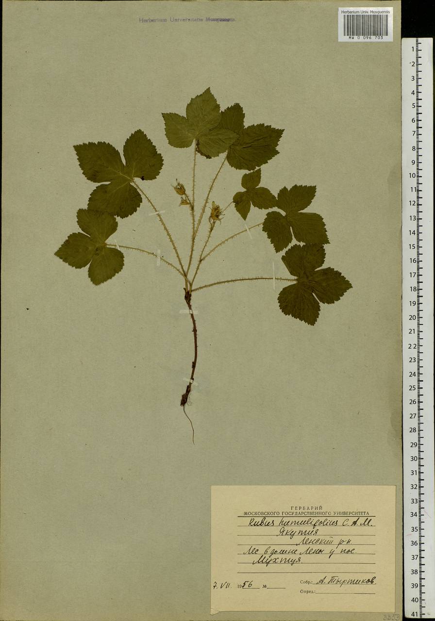 Rubus humulifolius C. A. Mey., Siberia, Yakutia (S5) (Russia)