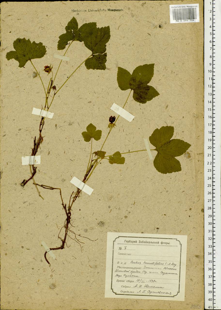 Rubus humulifolius C. A. Mey., Siberia, Baikal & Transbaikal region (S4) (Russia)