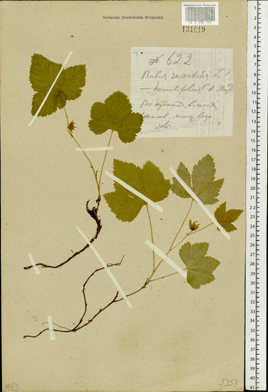 Rubus humulifolius C. A. Mey., Siberia, Baikal & Transbaikal region (S4) (Russia)