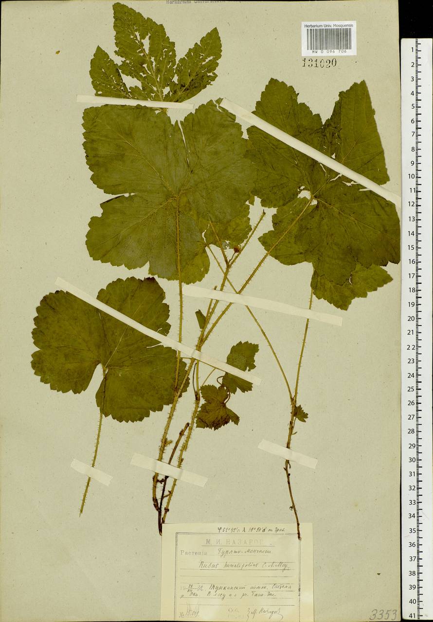 Rubus humulifolius C. A. Mey., Siberia, Baikal & Transbaikal region (S4) (Russia)