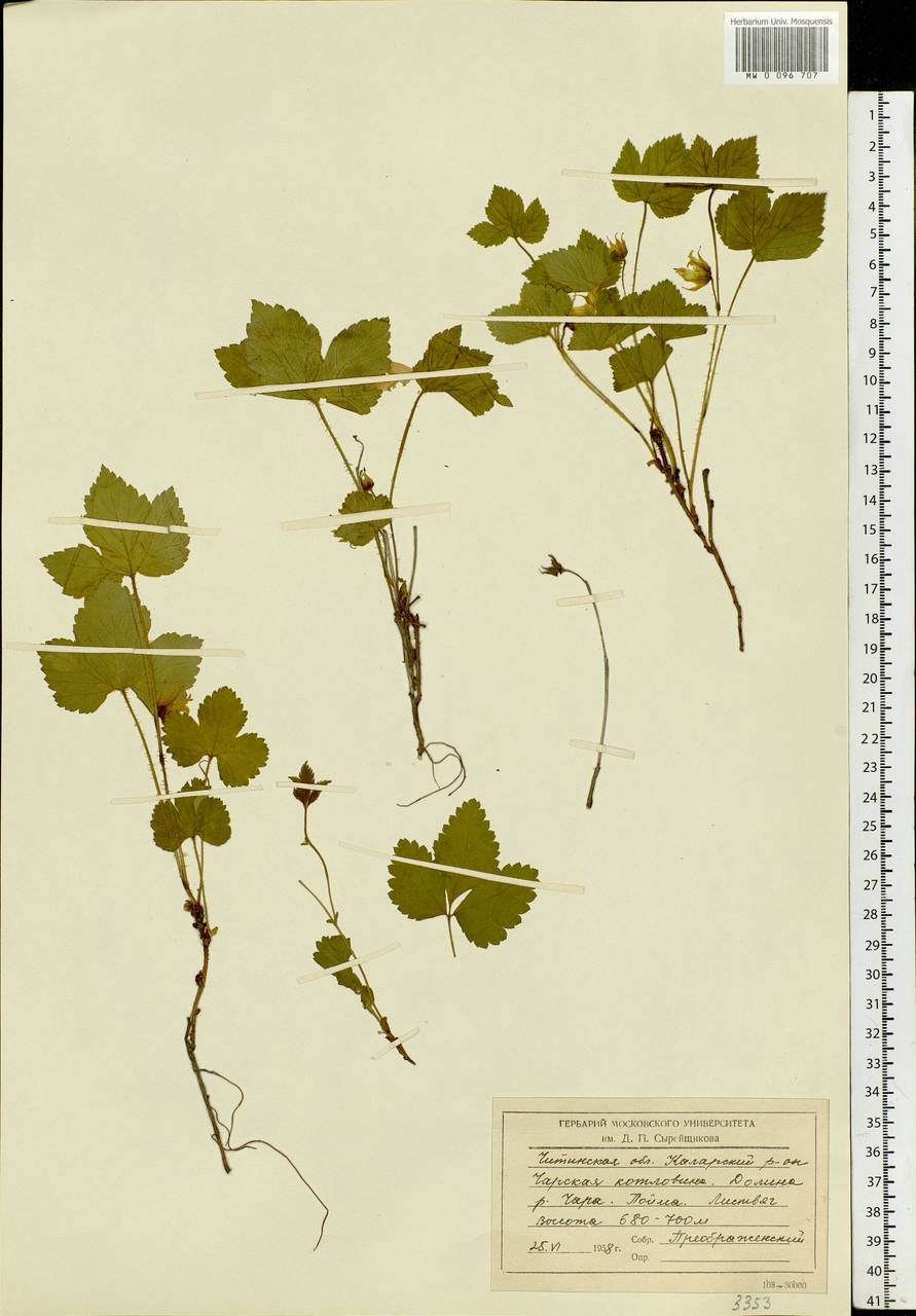 Rubus humulifolius C. A. Mey., Siberia, Baikal & Transbaikal region (S4) (Russia)