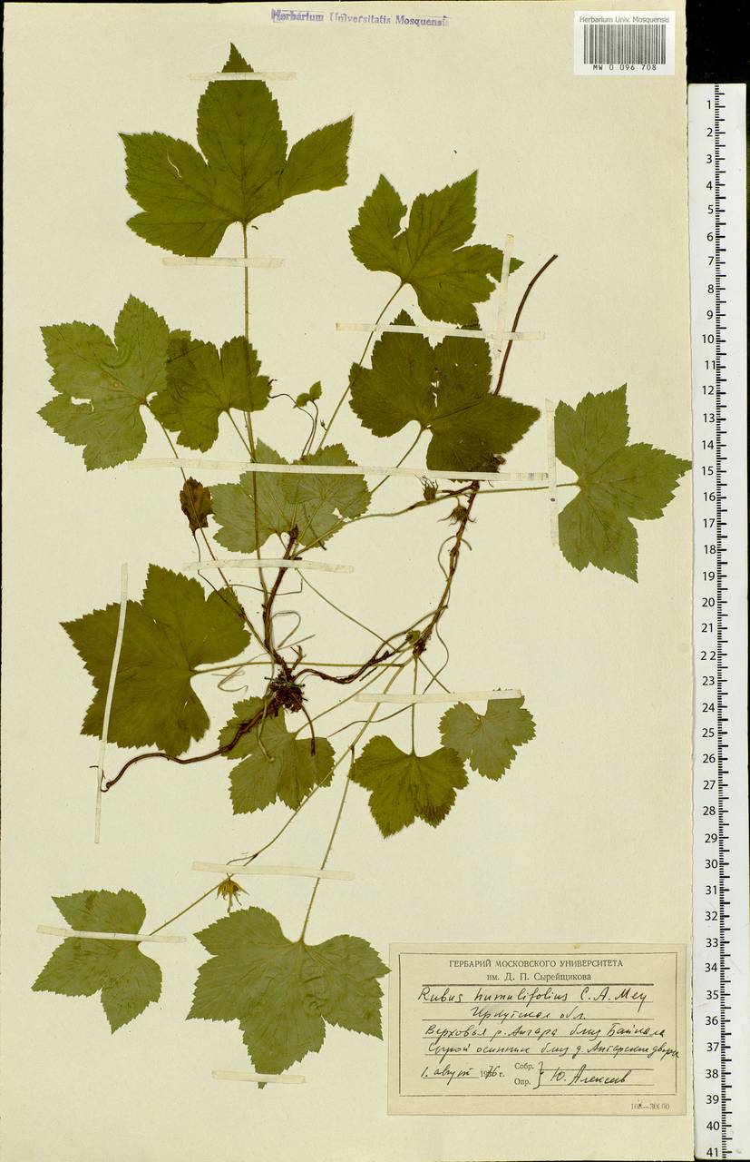 Rubus humulifolius C. A. Mey., Siberia, Baikal & Transbaikal region (S4) (Russia)