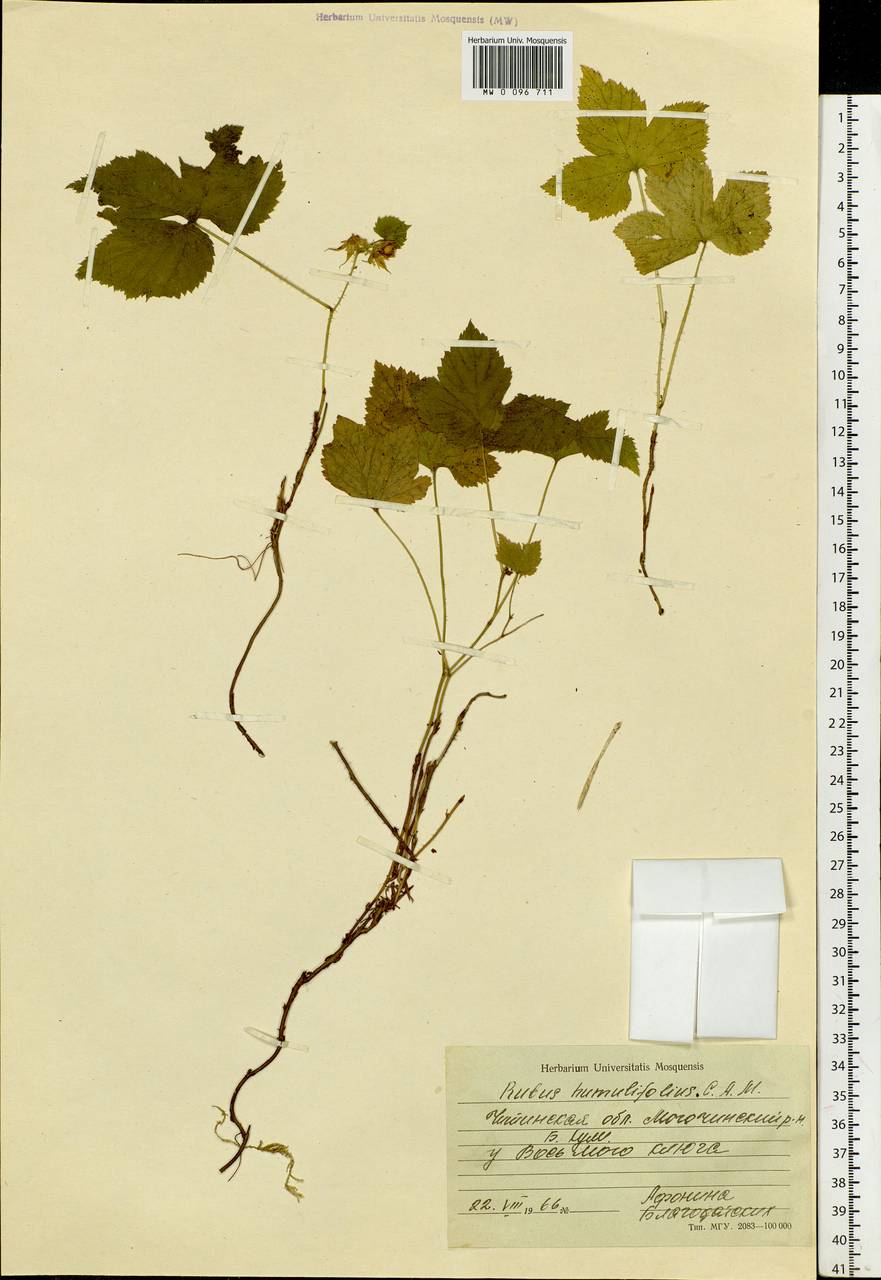 Rubus humulifolius C. A. Mey., Siberia, Baikal & Transbaikal region (S4) (Russia)