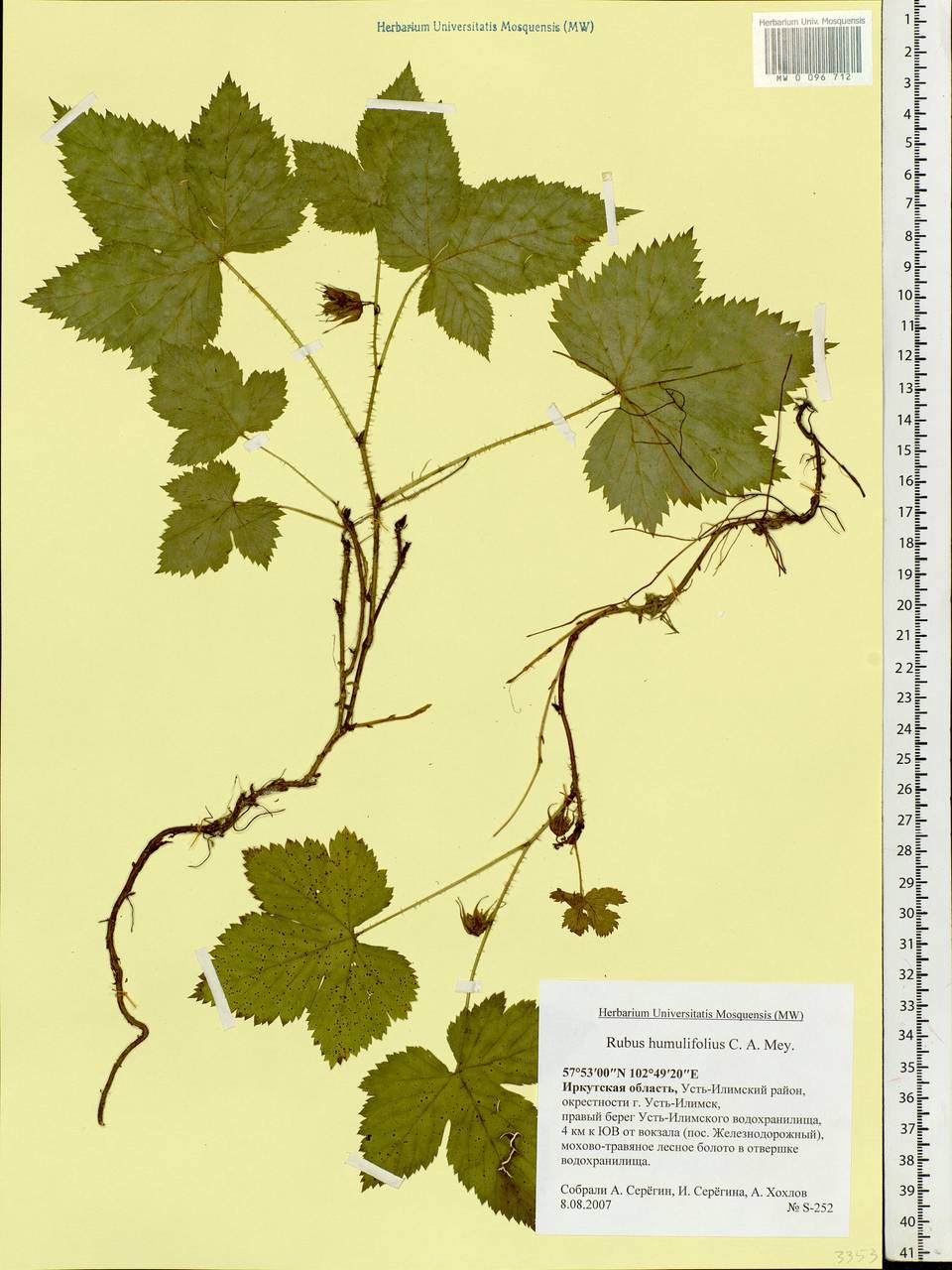 Rubus humulifolius C. A. Mey., Siberia, Baikal & Transbaikal region (S4) (Russia)