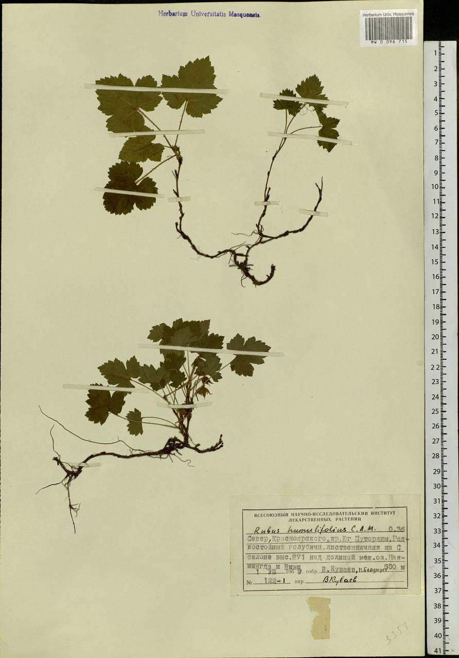 Rubus humulifolius C. A. Mey., Siberia, Central Siberia (S3) (Russia)