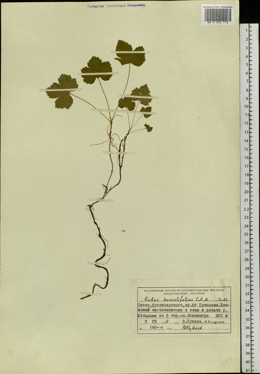 Rubus humulifolius C. A. Mey., Siberia, Central Siberia (S3) (Russia)