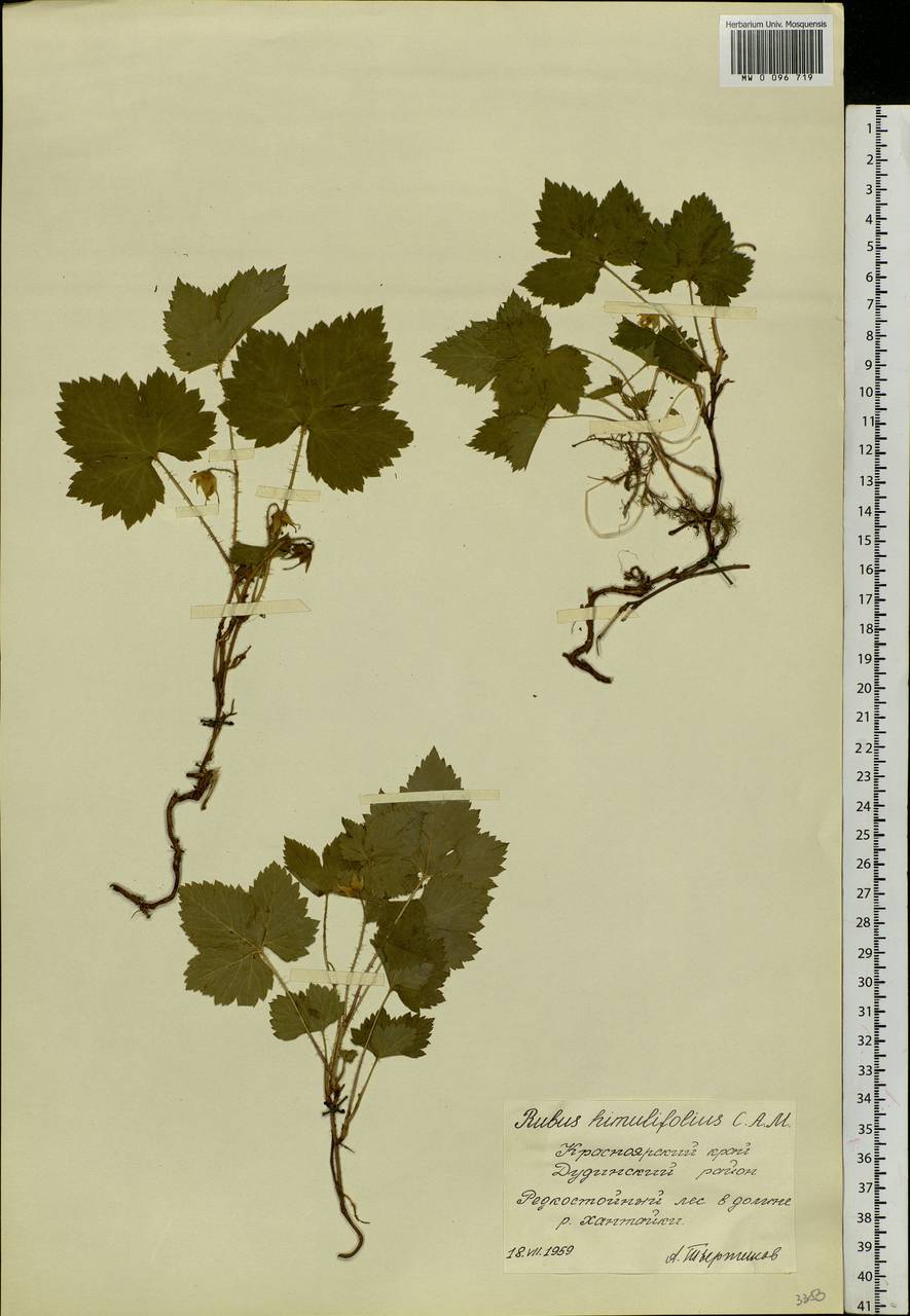 Rubus humulifolius C. A. Mey., Siberia, Central Siberia (S3) (Russia)