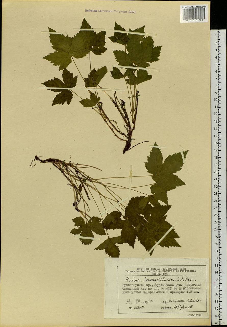 Rubus humulifolius C. A. Mey., Siberia, Central Siberia (S3) (Russia)
