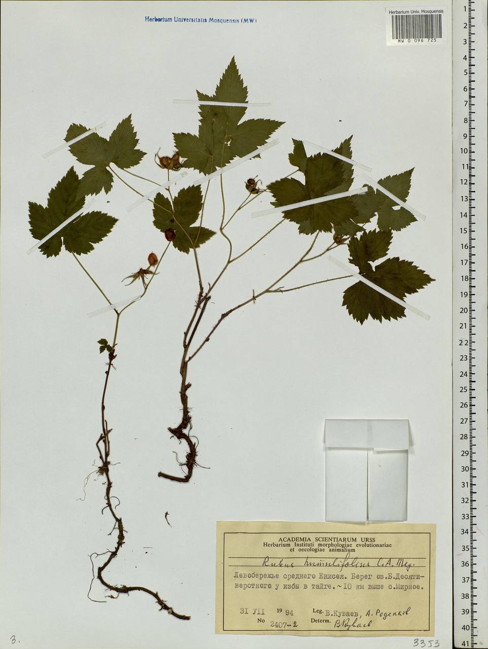 Rubus humulifolius C. A. Mey., Siberia, Central Siberia (S3) (Russia)