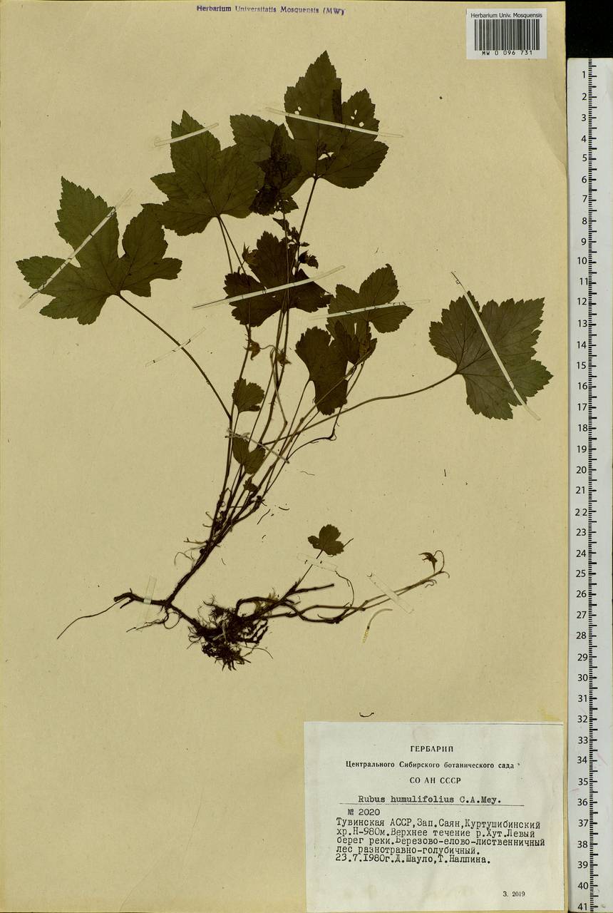 Rubus humulifolius C. A. Mey., Siberia, Altai & Sayany Mountains (S2) (Russia)