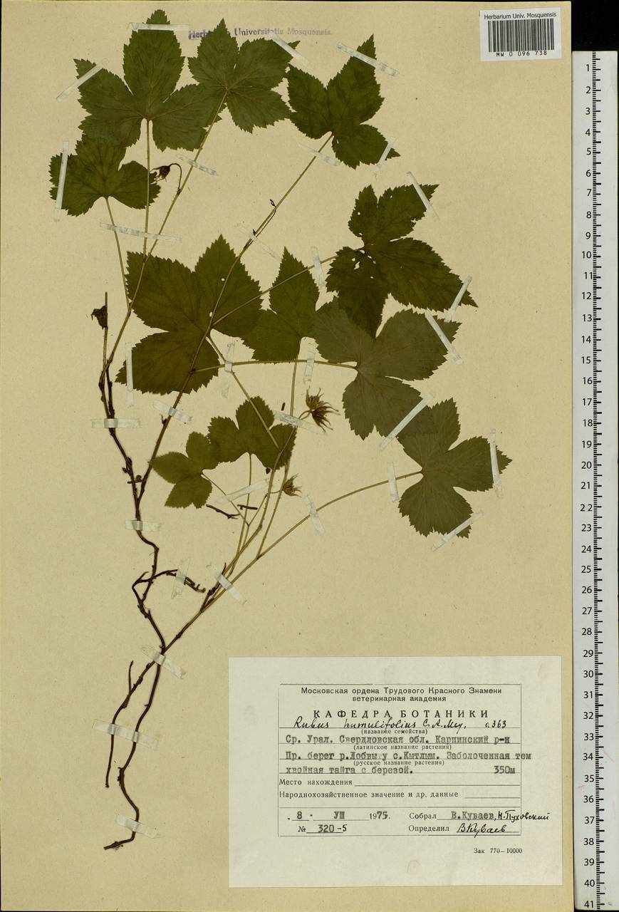 Rubus humulifolius C. A. Mey., Eastern Europe, Eastern region (E10) (Russia)