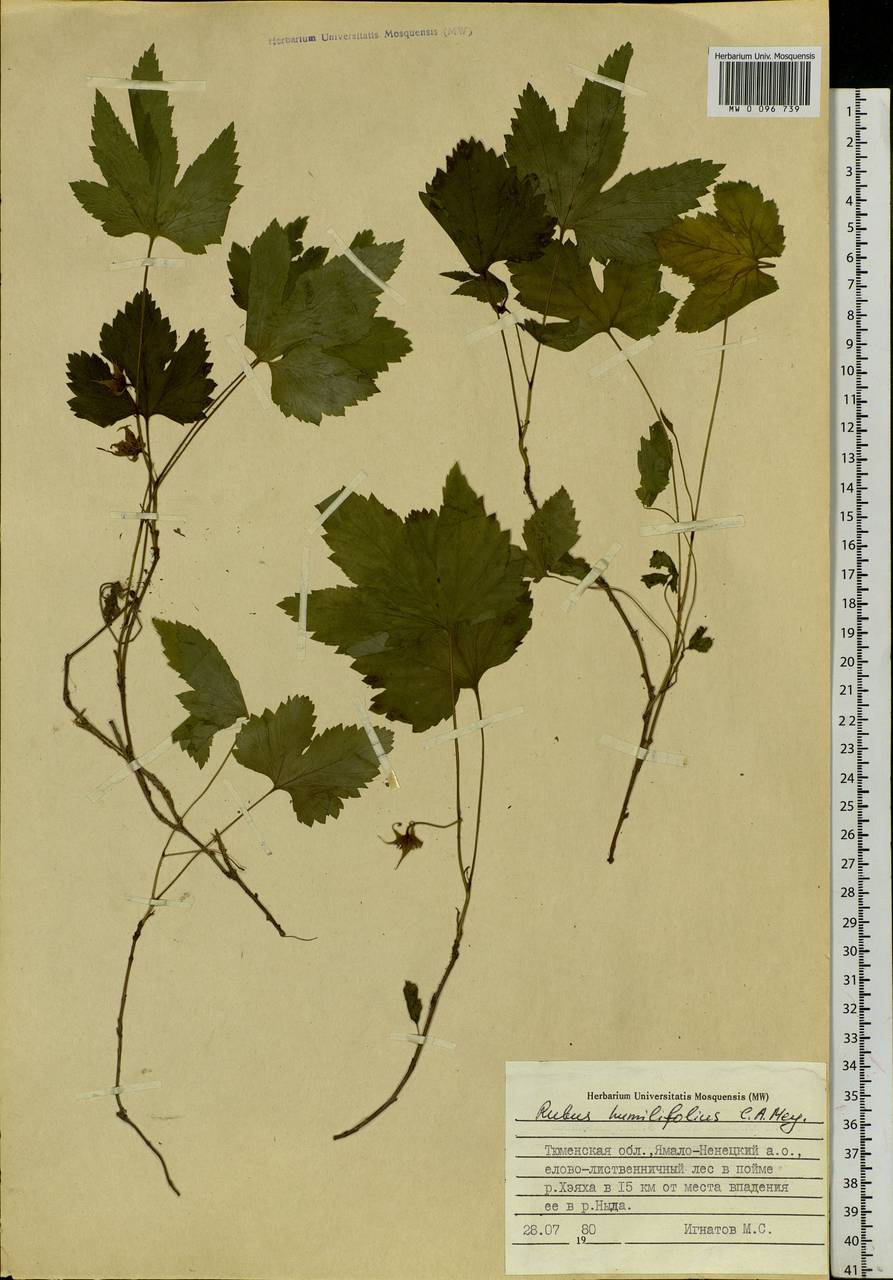 Rubus humulifolius C. A. Mey., Siberia, Western Siberia (S1) (Russia)