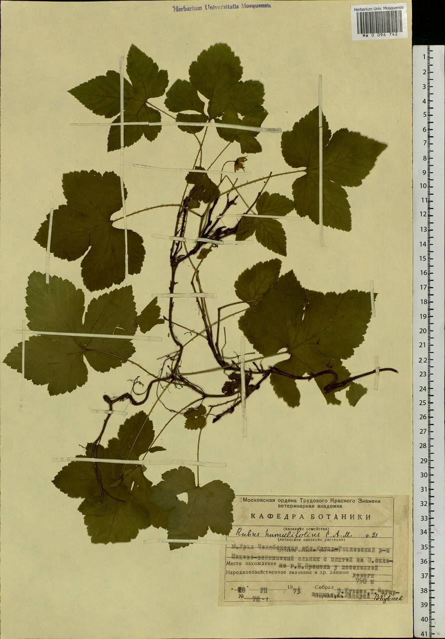 Rubus humulifolius C. A. Mey., Eastern Europe, Eastern region (E10) (Russia)