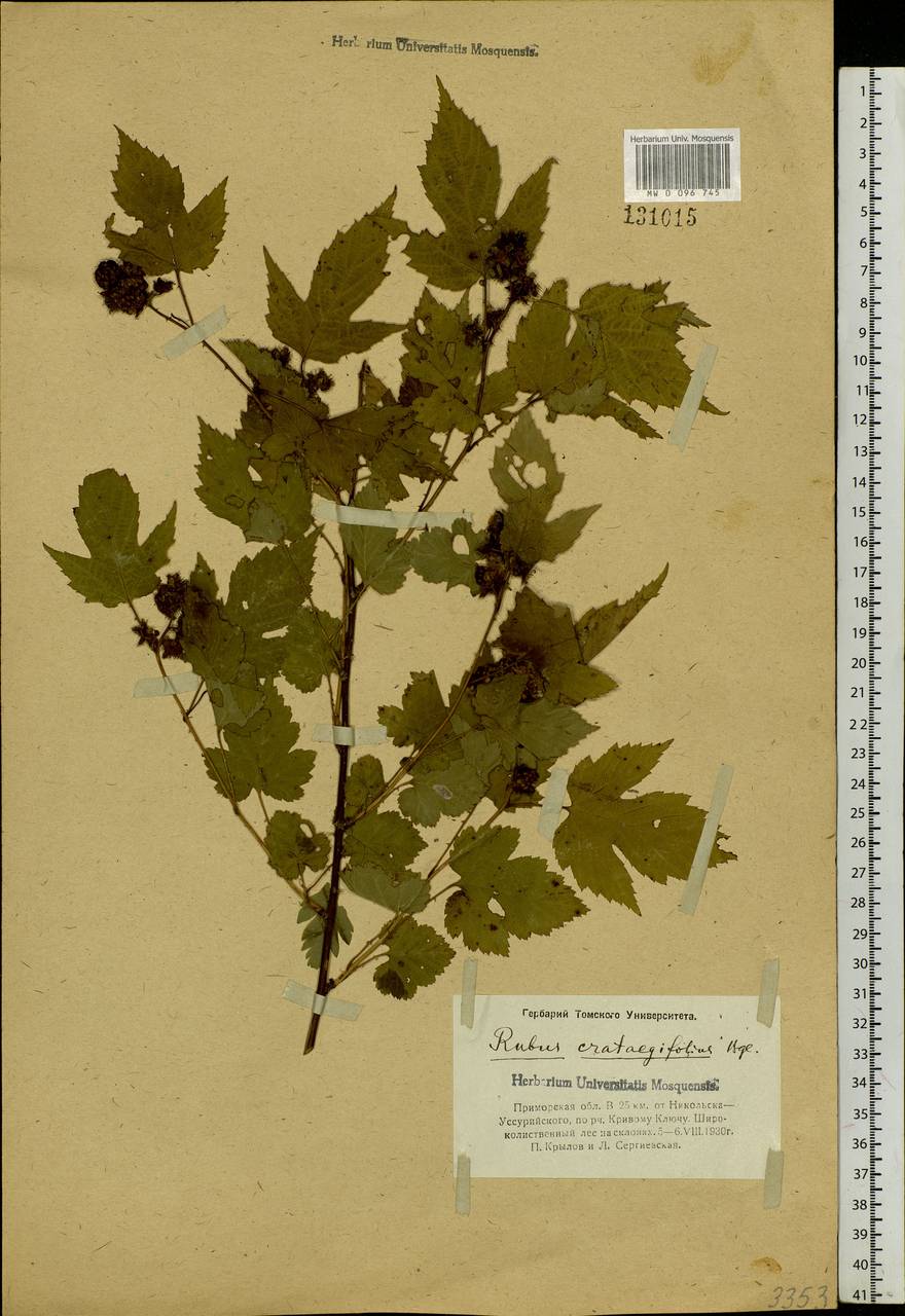 Rubus crataegifolius Bunge, Siberia, Russian Far East (S6) (Russia)