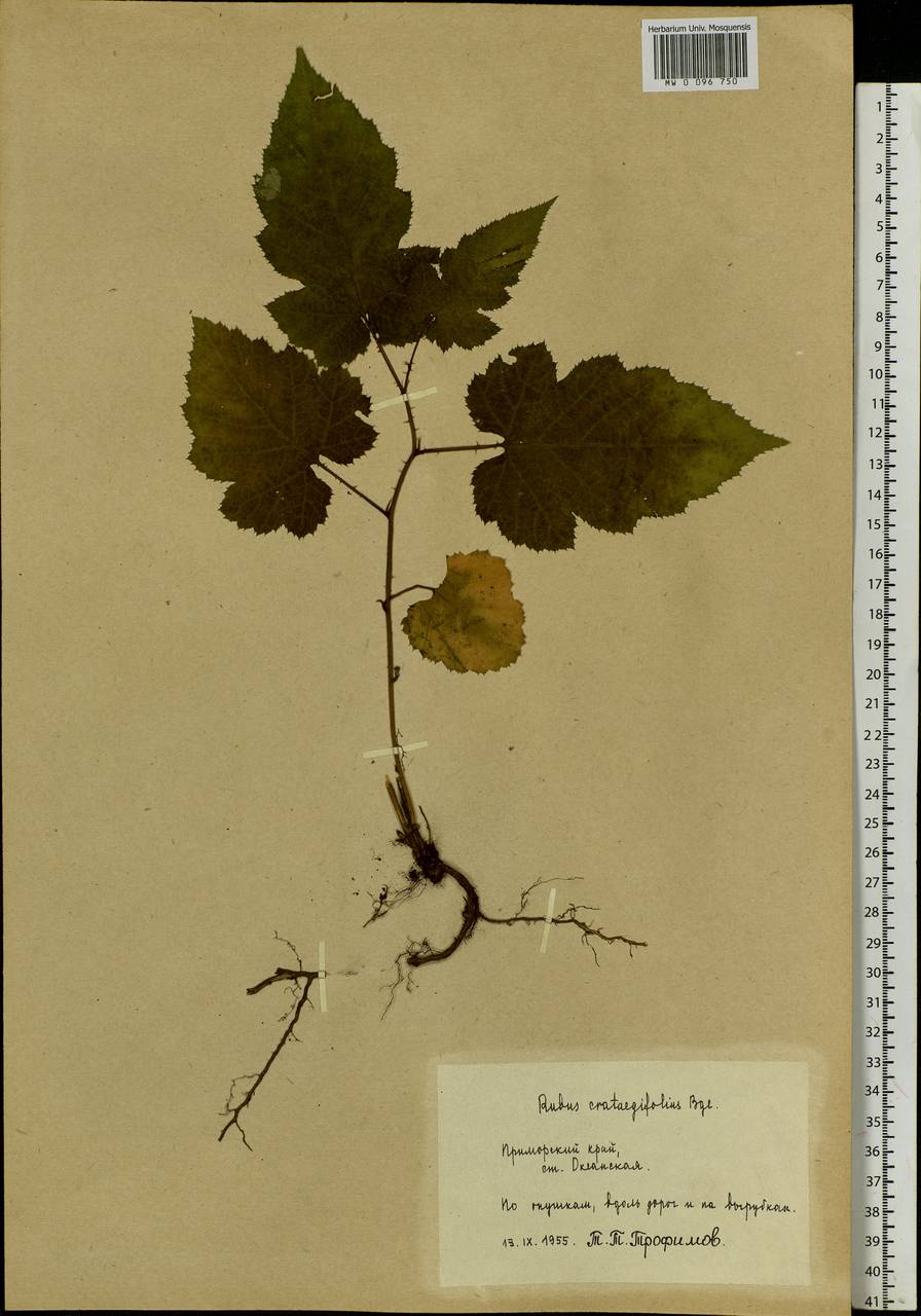Rubus crataegifolius Bunge, Siberia, Russian Far East (S6) (Russia)