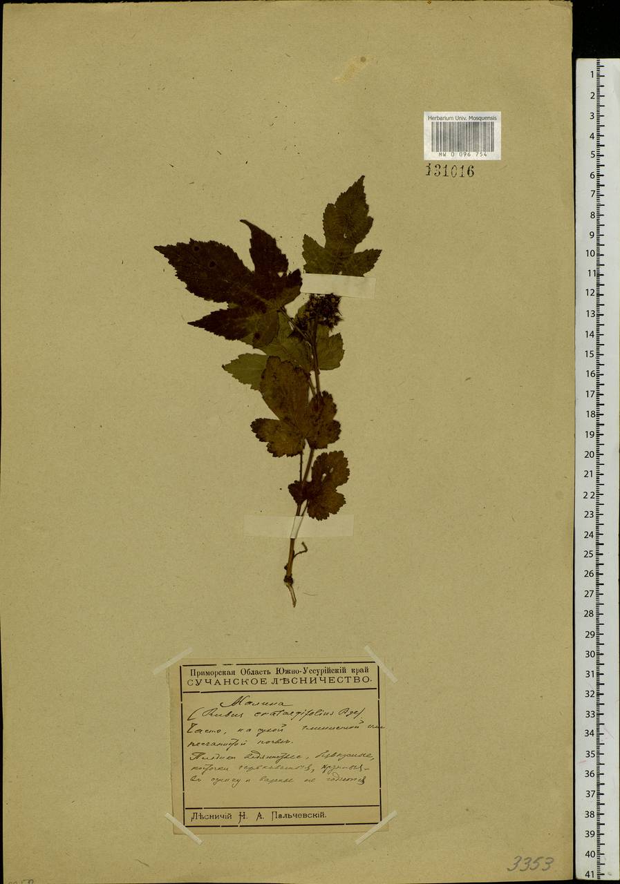 Rubus crataegifolius Bunge, Siberia, Russian Far East (S6) (Russia)