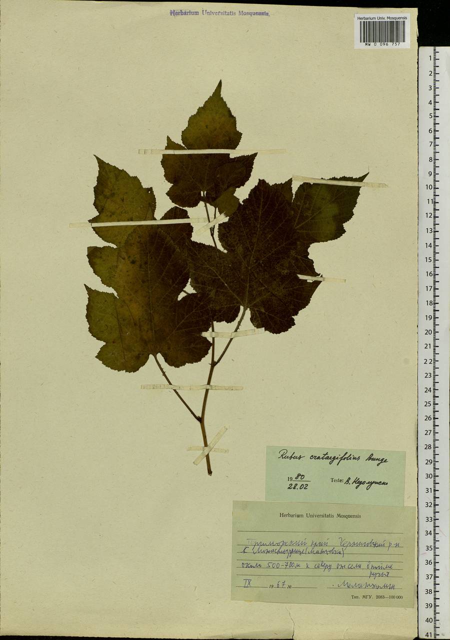 Rubus crataegifolius Bunge, Siberia, Russian Far East (S6) (Russia)