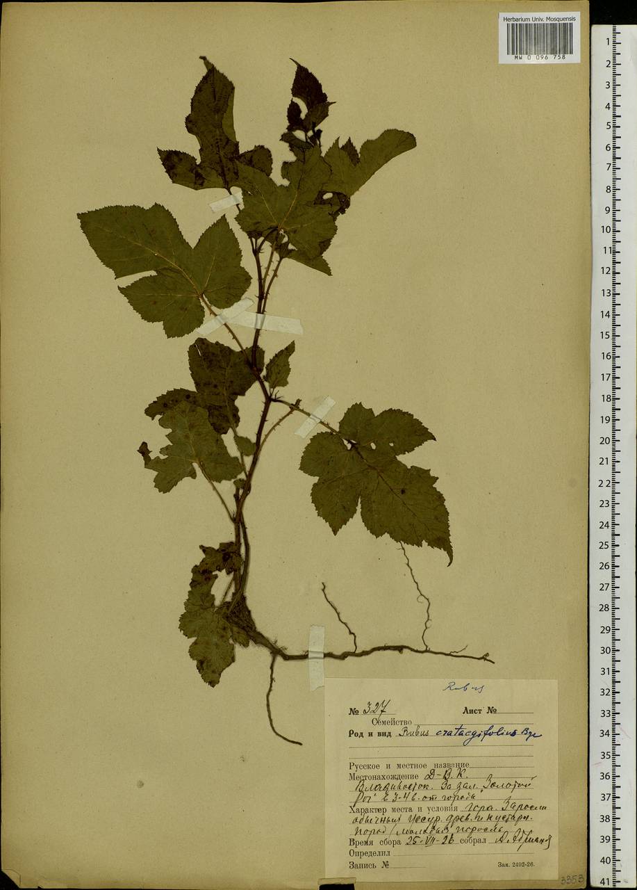 Rubus crataegifolius Bunge, Siberia, Russian Far East (S6) (Russia)