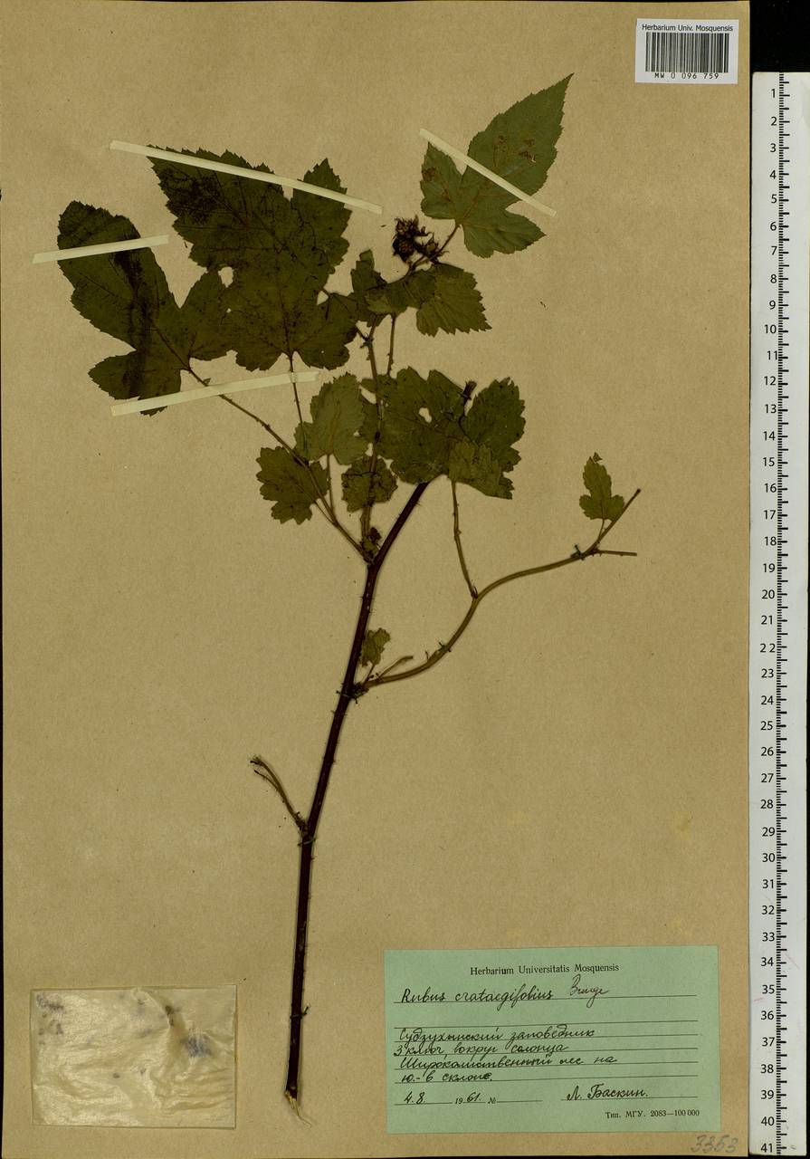 Rubus crataegifolius Bunge, Siberia, Russian Far East (S6) (Russia)