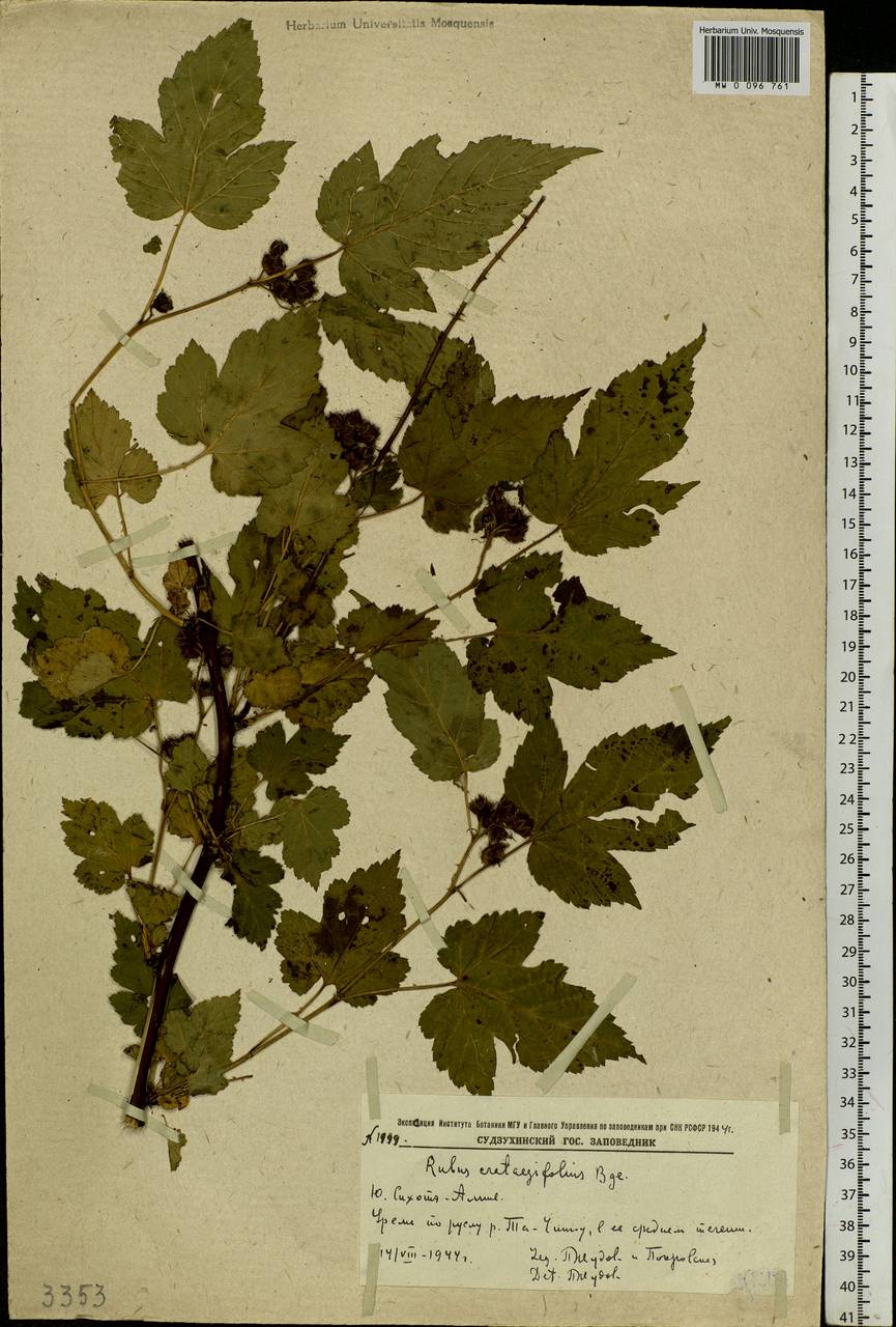 Rubus crataegifolius Bunge, Siberia, Russian Far East (S6) (Russia)
