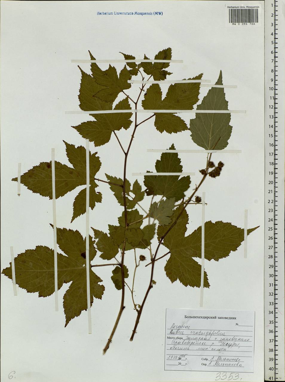 Rubus crataegifolius Bunge, Siberia, Russian Far East (S6) (Russia)