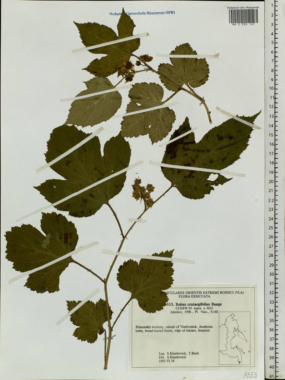 Rubus crataegifolius Bunge, Siberia, Russian Far East (S6) (Russia)