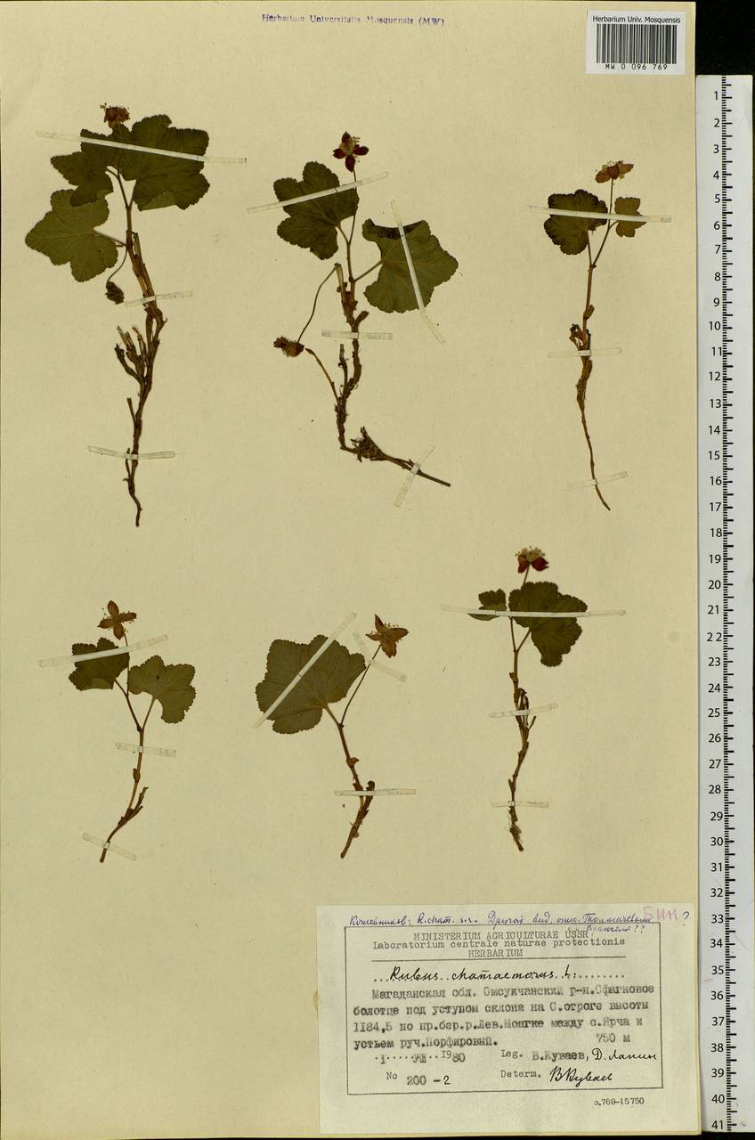 Rubus chamaemorus L., Siberia, Chukotka & Kamchatka (S7) (Russia)