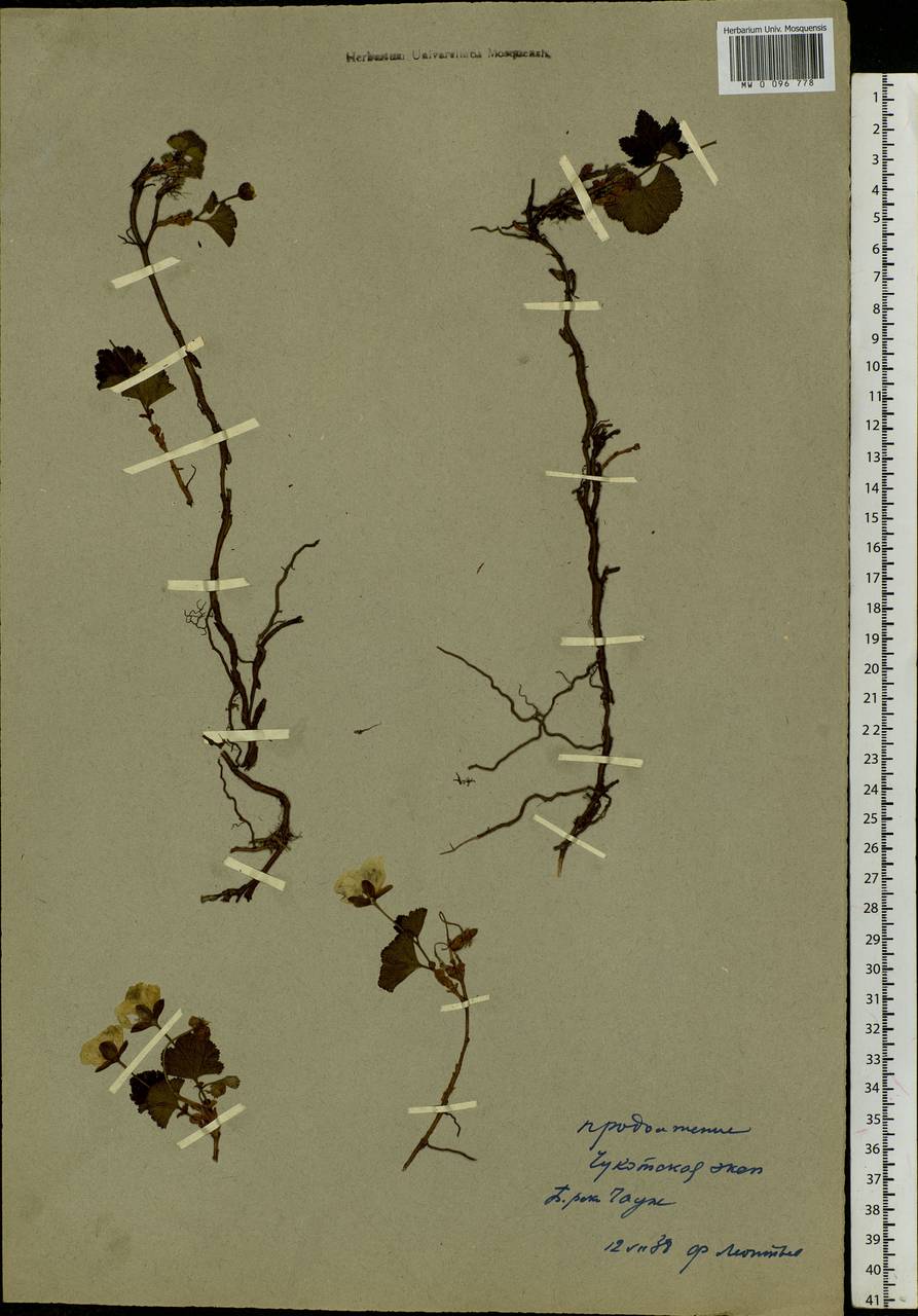 Rubus chamaemorus L., Siberia, Chukotka & Kamchatka (S7) (Russia)