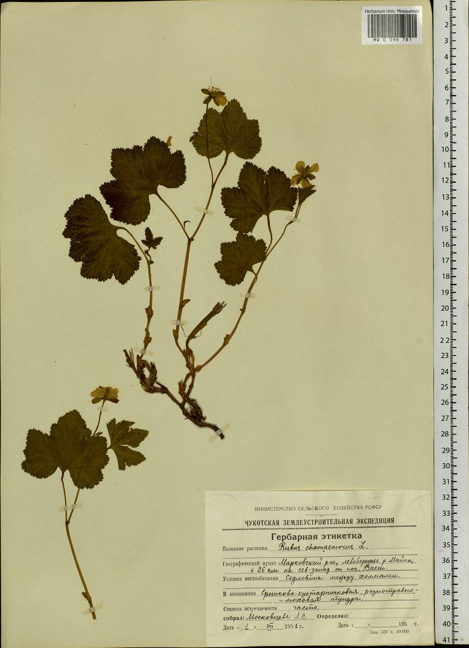 Rubus chamaemorus L., Siberia, Chukotka & Kamchatka (S7) (Russia)