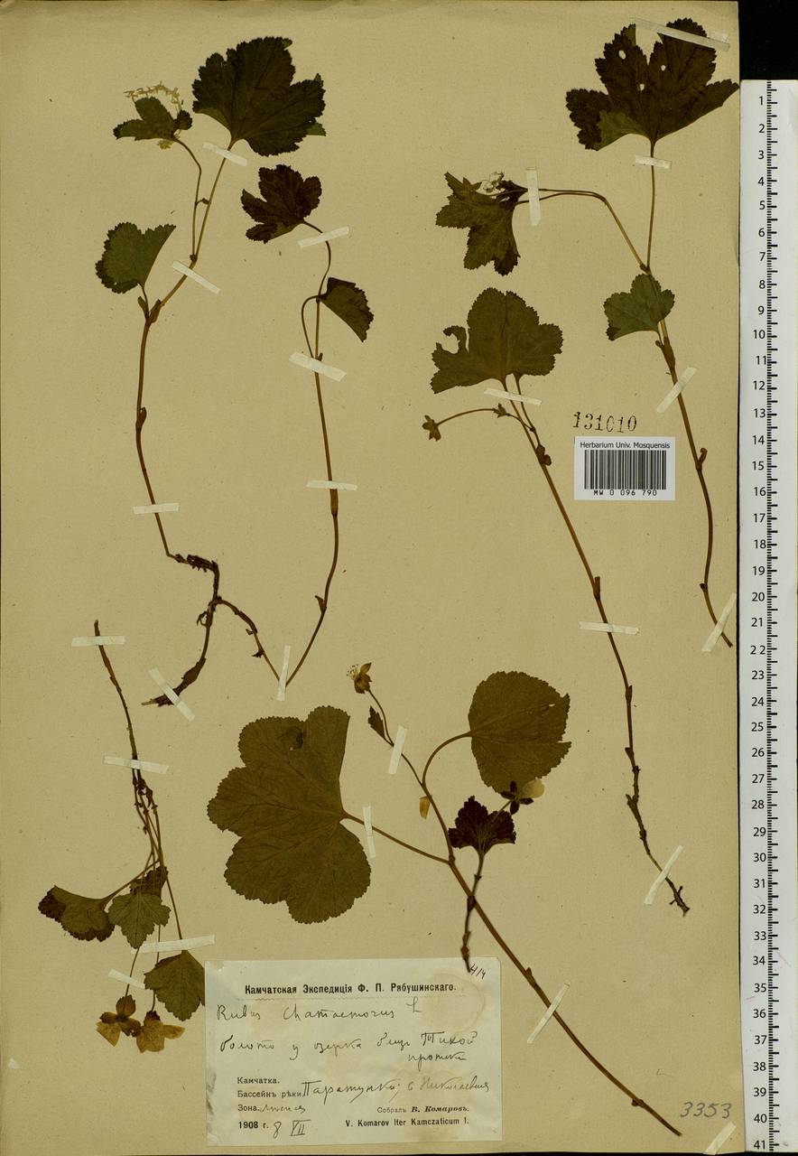 Rubus chamaemorus L., Siberia, Chukotka & Kamchatka (S7) (Russia)