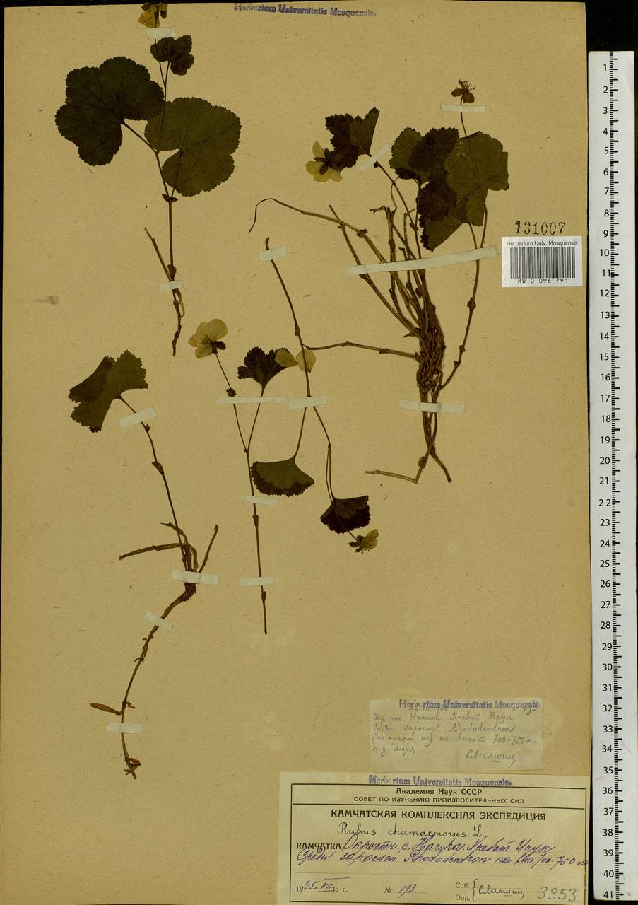 Rubus chamaemorus L., Siberia, Chukotka & Kamchatka (S7) (Russia)