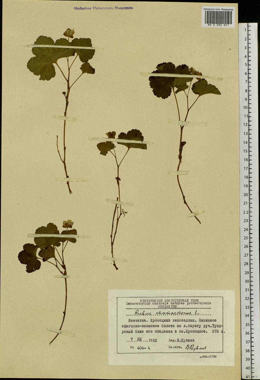 Rubus chamaemorus L., Siberia, Chukotka & Kamchatka (S7) (Russia)