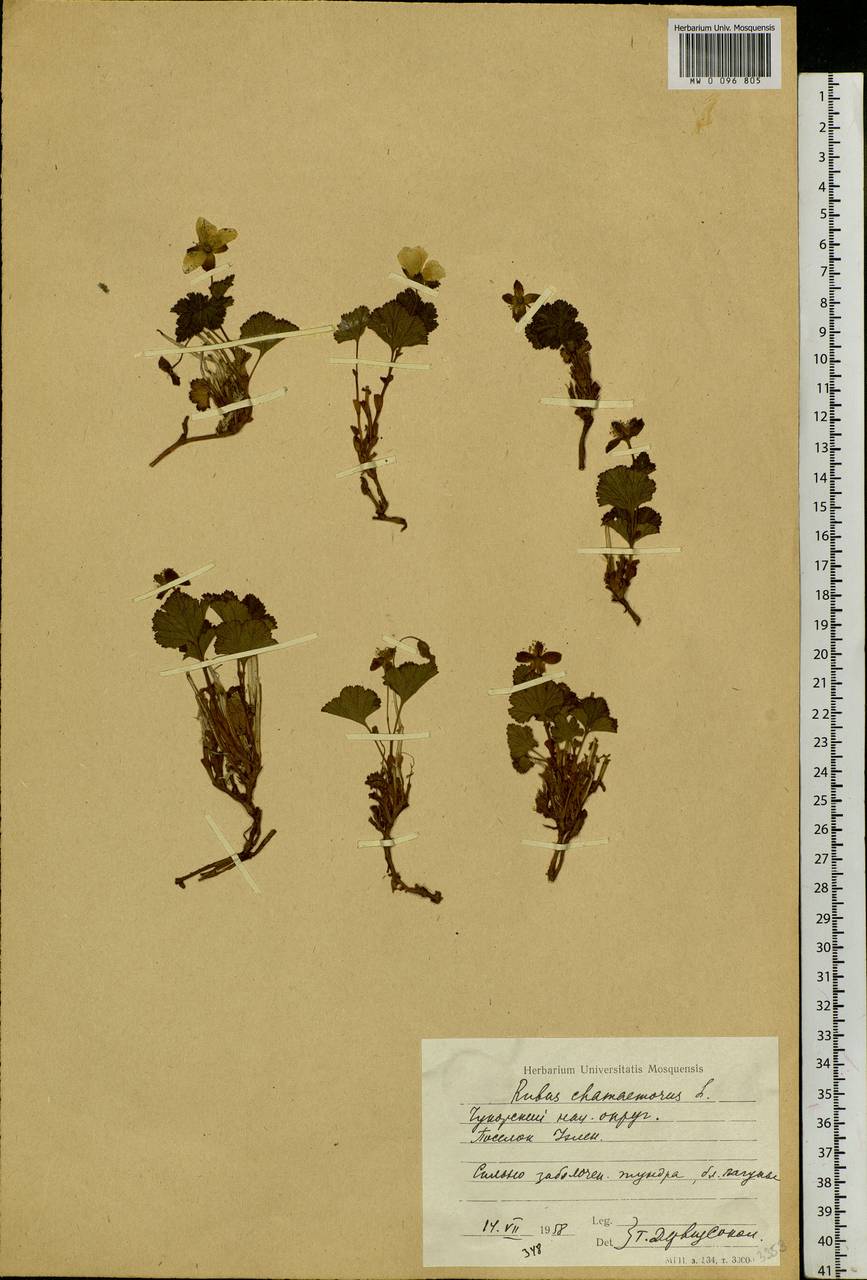 Rubus chamaemorus L., Siberia, Chukotka & Kamchatka (S7) (Russia)