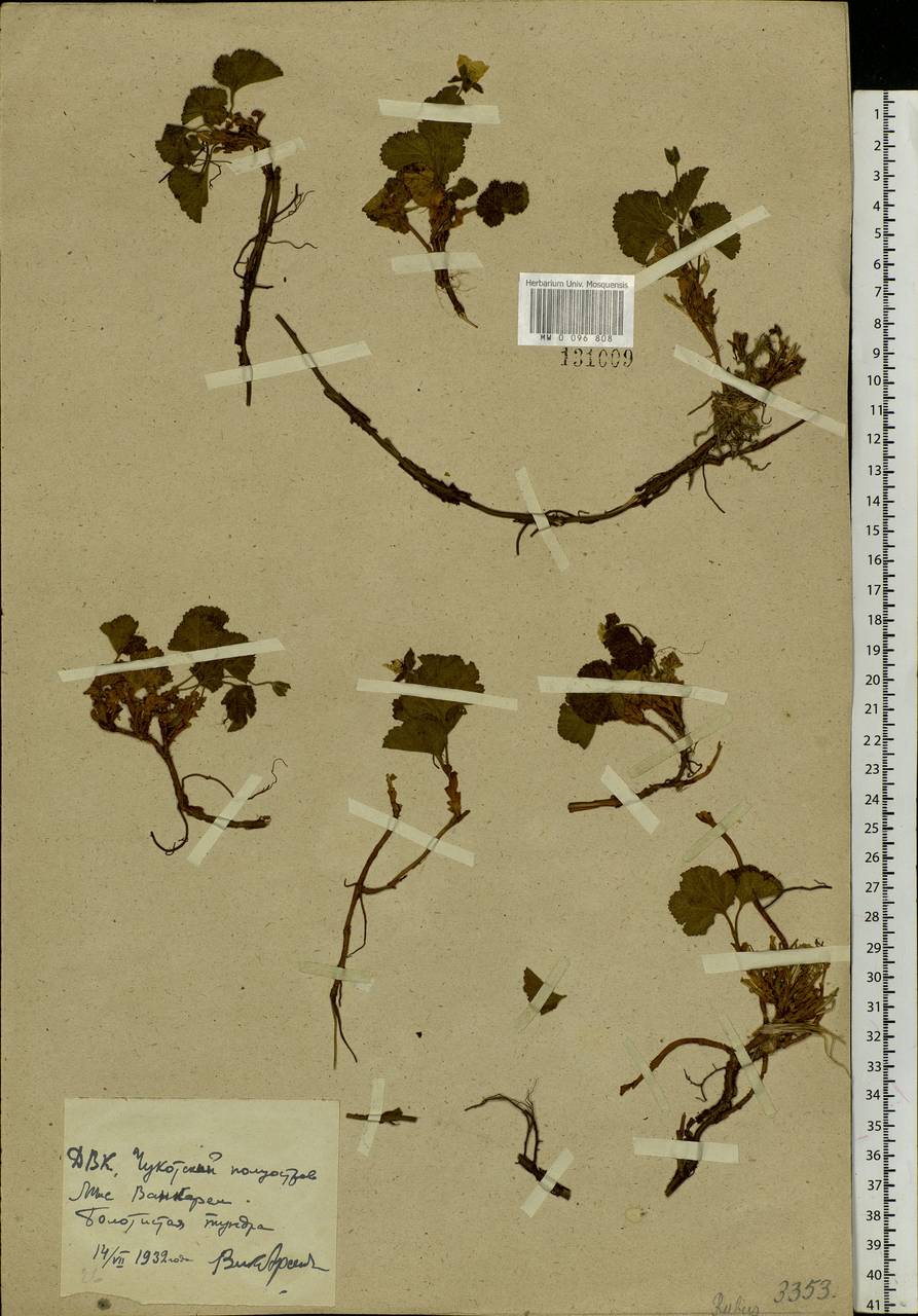 Rubus chamaemorus L., Siberia, Chukotka & Kamchatka (S7) (Russia)