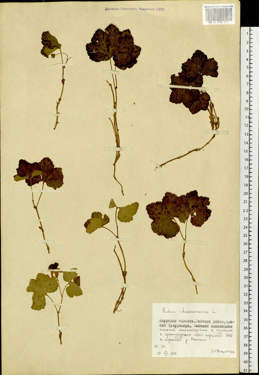 Rubus chamaemorus L., Siberia, Russian Far East (S6) (Russia)