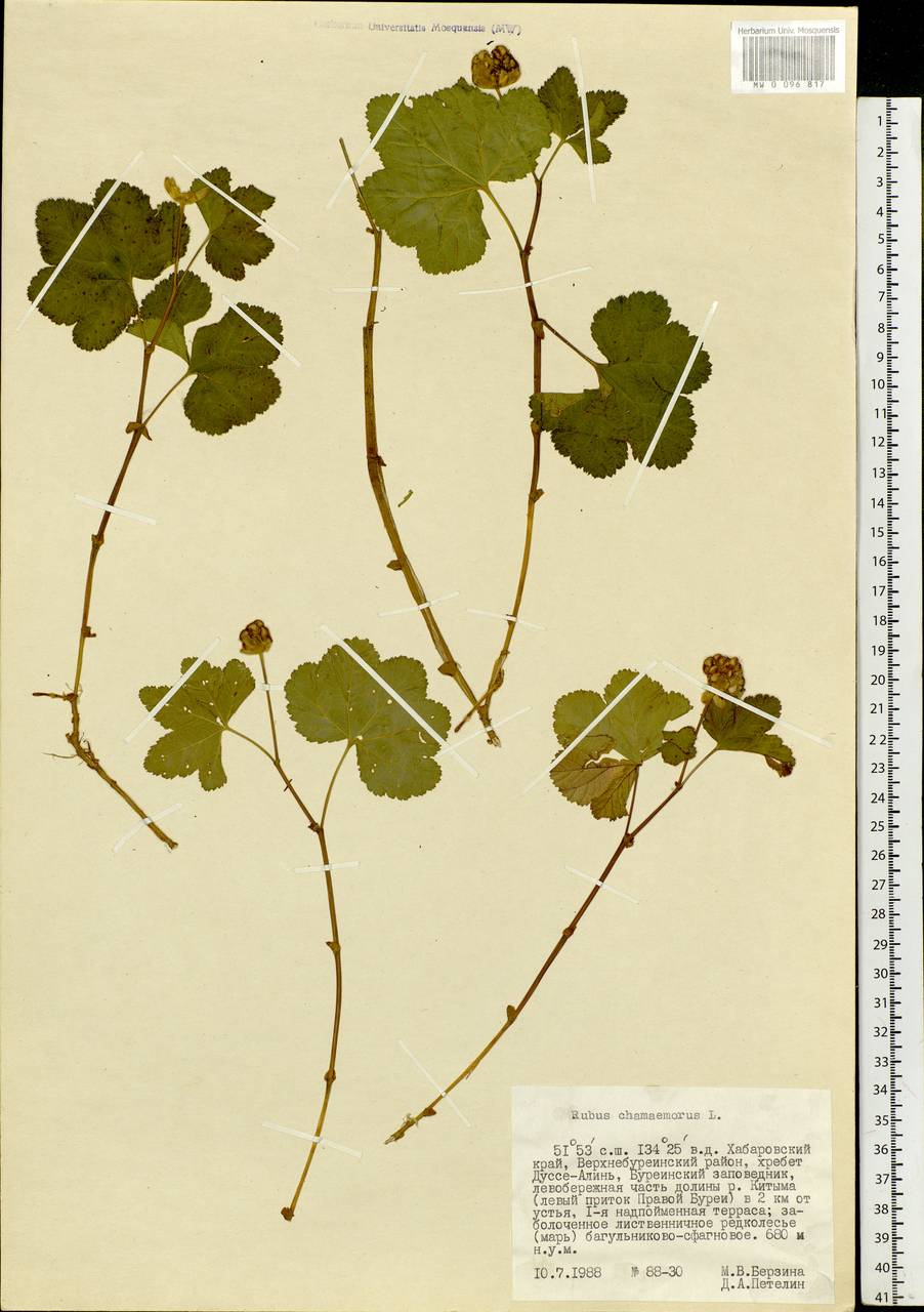 Rubus chamaemorus L., Siberia, Russian Far East (S6) (Russia)