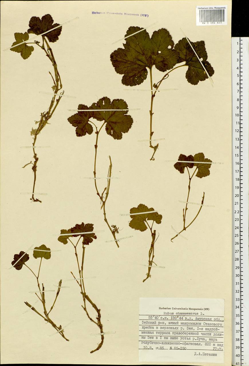 Rubus chamaemorus L., Siberia, Russian Far East (S6) (Russia)