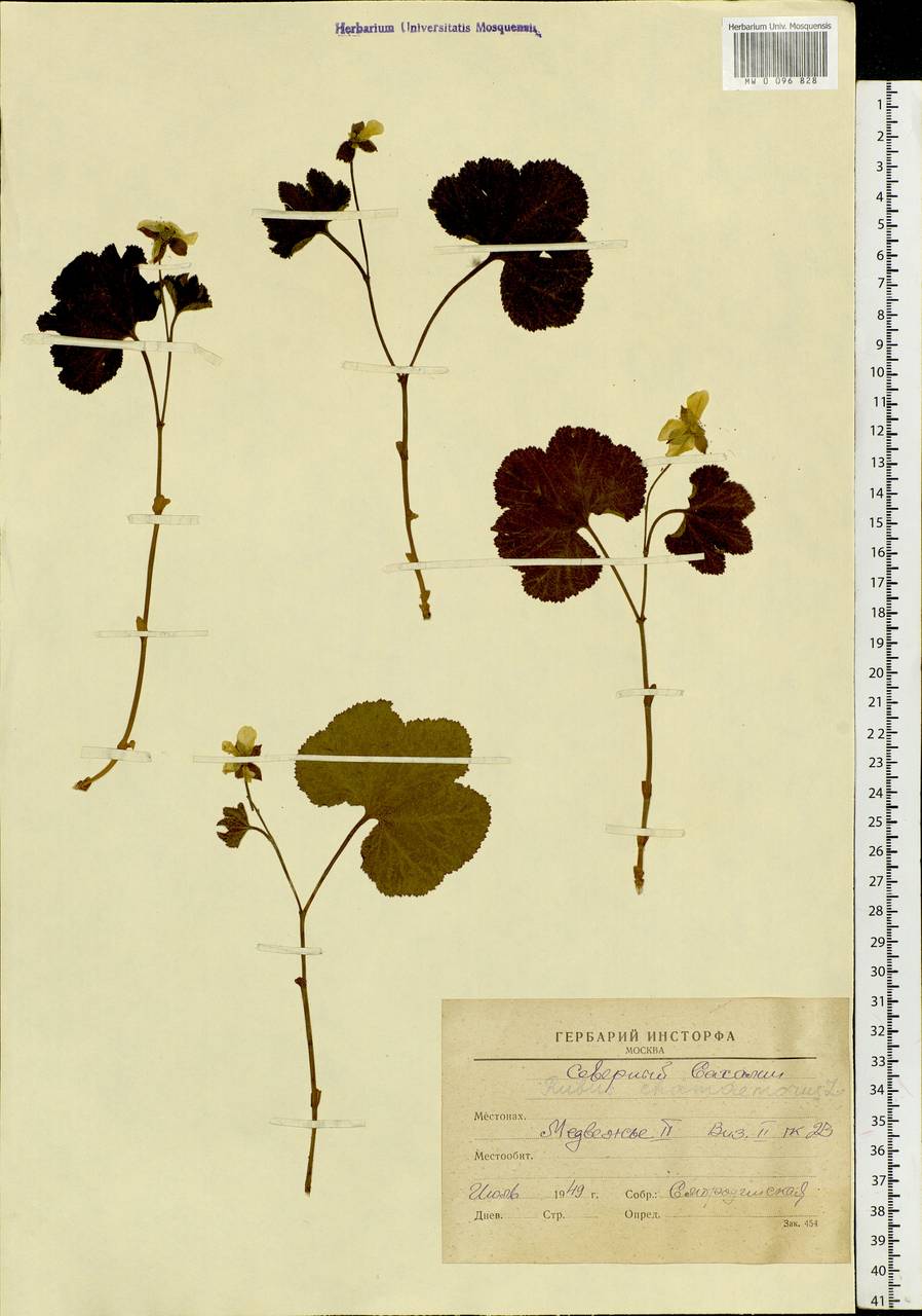 Rubus chamaemorus L., Siberia, Russian Far East (S6) (Russia)