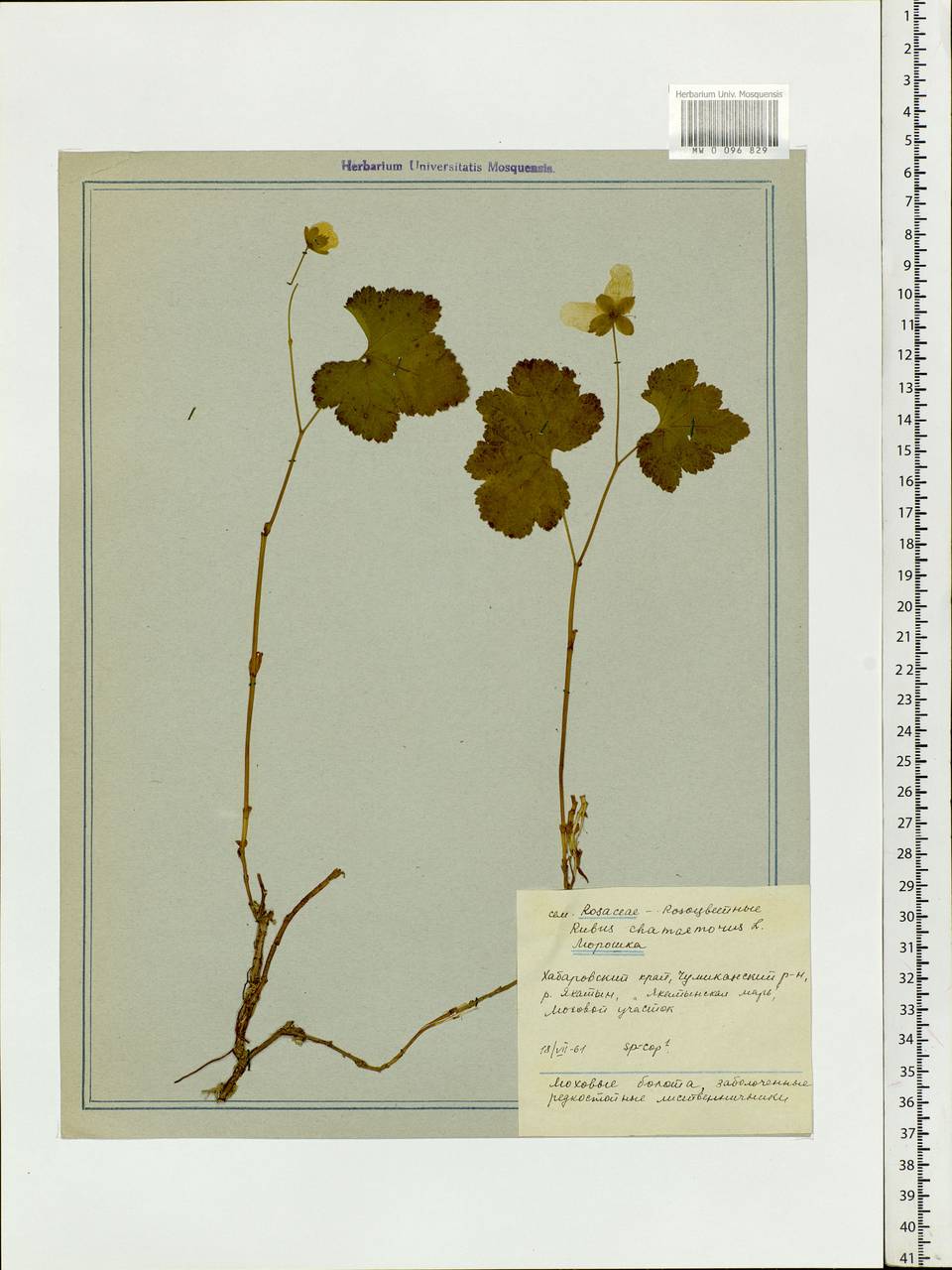 Rubus chamaemorus L., Siberia, Russian Far East (S6) (Russia)